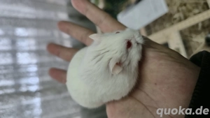 Männchen Campbell Zwerghamster 