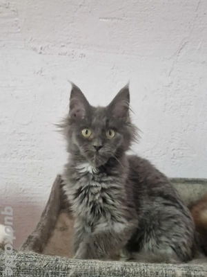 2 blue boys Maine Coon .