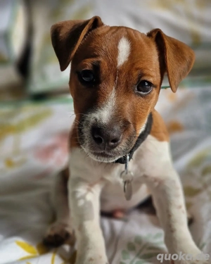 Jack Rassel Terrier(Mischling) sucht neues zu Hause Bild 2
