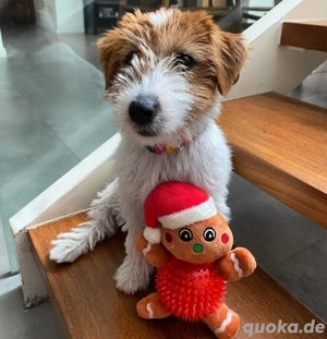 Jack Rassel Terrier(Mischling) sucht neues zu Hause Bild 3
