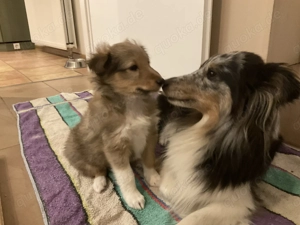 Hübsche Sheltiewelpen