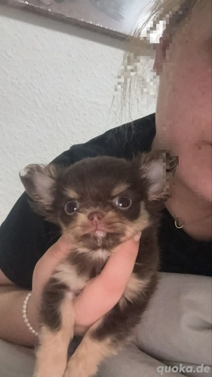 Süßer Chihuahua