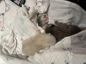 BKH Kitten (helle reserviert) 