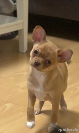 Wunderschöne Chihuahua Welpen 