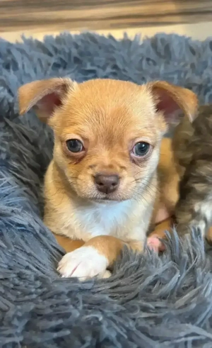 Wunderschöne Chihuahua Welpen 