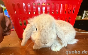 Mini Loop Zwergwidder Bild 4