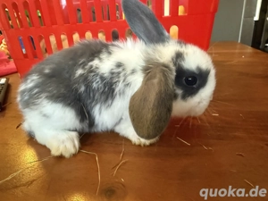 Mini Loop Zwergwidder Bild 3