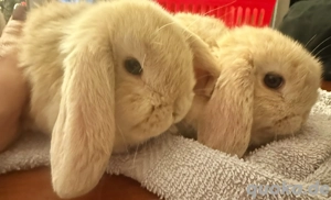 Mini Loop Zwergwidder Bild 2