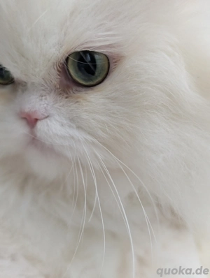 Deckkater  Bild 5