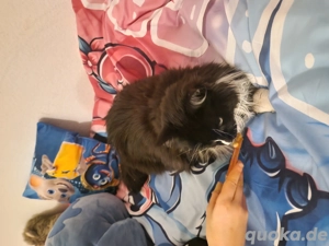 Hübsche verschmuste Maine Coon Katze sucht ein liebevolles Zuhause 