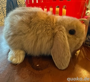 Mini Loop Zwergwidder Bild 5