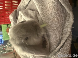 Mini Loop Zwergwidder Bild 6