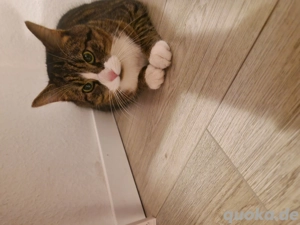 Hübscher Kater sucht ein liebevolles Zuhause 