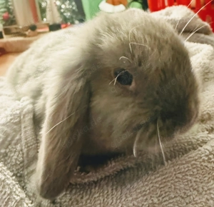 Mini Loop Zwergwidder Bild 7