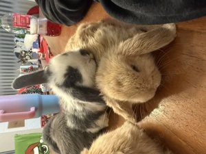 Mini Loop Zwergwidder Bild 8