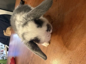 Mini Loop Zwergwidder Bild 9