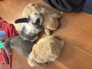 Mini Loop Zwergwidder Bild 11