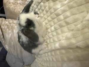 Mini Loop Zwergwidder Bild 10