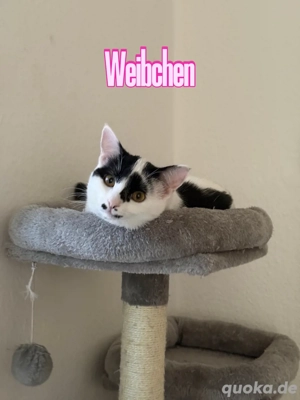 4 süße Katzen abzugeben   24 Wochen alt