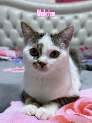 4 süße Katzen abzugeben   24 Wochen alt