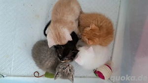 Bkh kitten zum reservieren 