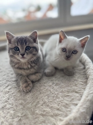 Britisch Kurzhaar Kitten reinrassig suchen liebevolles Zuhause