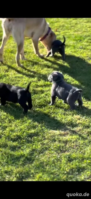 Wunderschöne Labradorwelpen