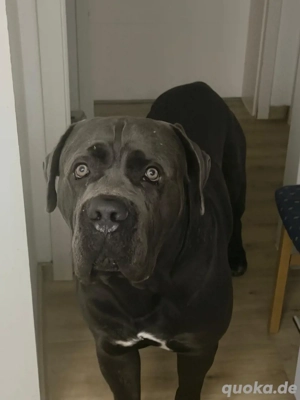canecorso italiano
