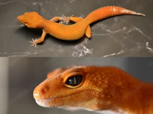 Blood Mandarin pos 66% Eclipse Leopardgecko 