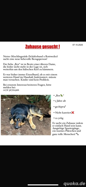 Schäferhund-Rottweiler Mix sucht ein neues zu Hause