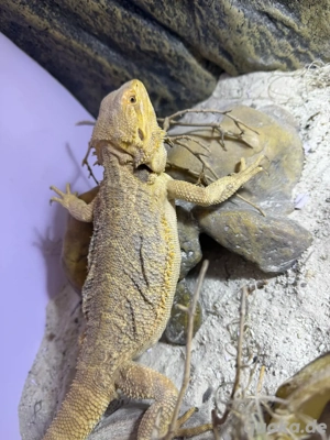 Pogona vitticeps Farbbartagame Pärchen