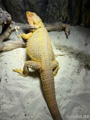Pogona vitticeps Farbbartagame Pärchen