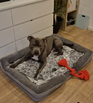 American Bully XL - Rüde - 1 Jahr alt  - Mando