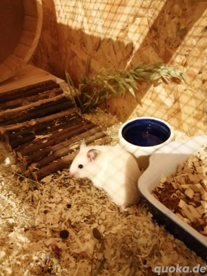 Goldhamster Männchen 6 Wochen alt 