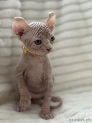 Sphynx Kitten Elfsphynx Schnurrhaare Tasthaare Stammbaum 