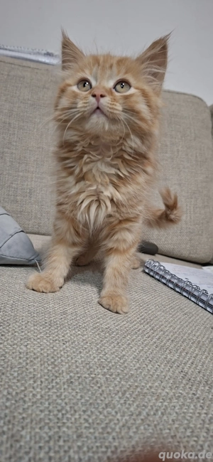 Wunderschöne Britisch Kurzhaar Kitten   Gold Shaded