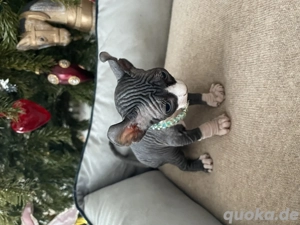 Sphynx Kitten Elfsphynx Schnurrhaare Tasthaare Stammbaum 