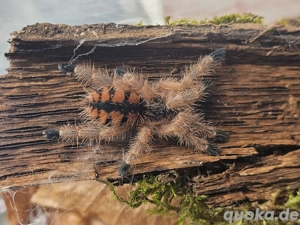 Vogelspinne, Suche 0.1 adulte Avicularia minatrix