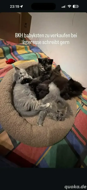 Reinrassige BKH und langhaar babykatzen