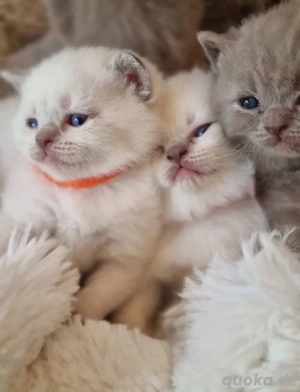 Britisch Kurzhaar-Kätzchen, sowohl männliche als auch weibliche, stehen zur Adoption bereit.