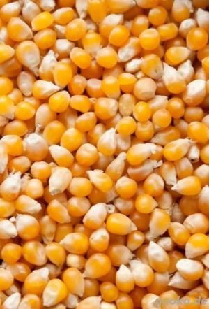 1kg-25kg - Mais Körnermais Futtermais Hühnerfutter Hasenfutter Hühner Hasen Jagd Kirrung