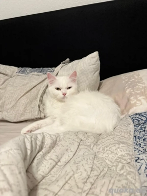 Liebevolles Zuhause für unsere türkische Angorakatze gesucht