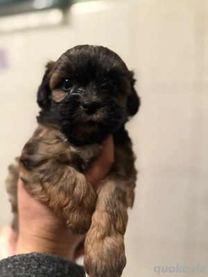 LETZTER Shih-poo ( Shih-Tzu x Pudel ) ähnlich Maltipoo