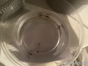 Ich würde gerne ein paar Babys aufziehen und freue mich über Interesse vorab  hier noch die Eltern