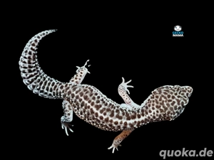 Leopardgecko Mack Super Snow (M) Bild 2