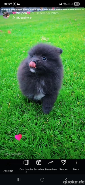 Pomeranian-Wirbelwind Sky: Kleine Abenteurerin sucht Herzensmenschen