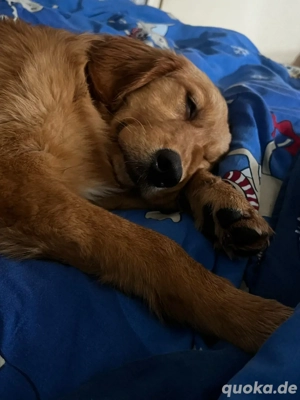 Golden Retriever Hündin 