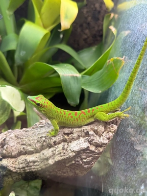 phelsum Grandis, Phelsuma klemmeri und Phelsuma laticauda zur abgabe 