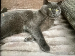 BkH Kater Blue reinrassig 