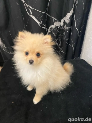 Pomeranian Spitz Hündin  Bella  sucht ein liebevolles Zuhause   